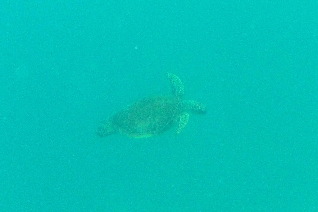 Swimming with Sea Turtle