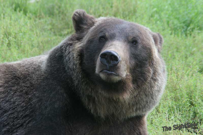 #Wildlife Wednesday: Animals in Alaska